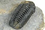 Two Morocops Trilobite Fossils - One Enrolled, One Prone #376926-4